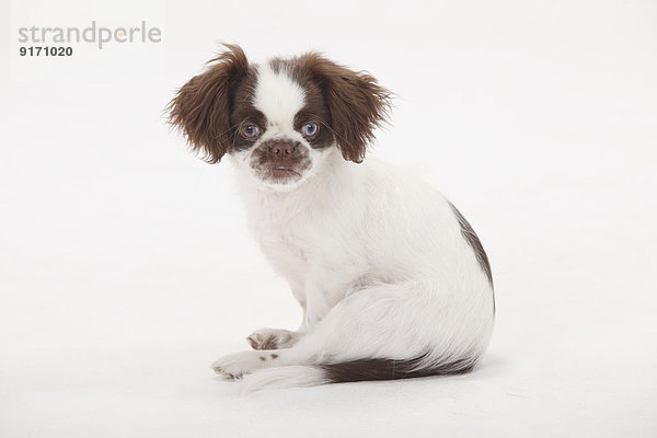 Portrait of mongrel puppy sittiing in front of white background