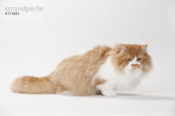 Portrait of British Longhair Cat tomcat sitting in front of white background