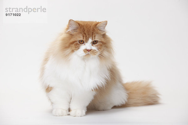 Portrait of British Longhair tomcat sitting in front of white background