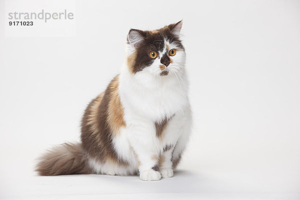 Portrait of British Longhair Cat sitting in front of white background