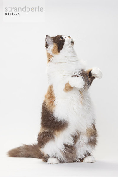 Portrait of British Longhair Cat begging in front of white background