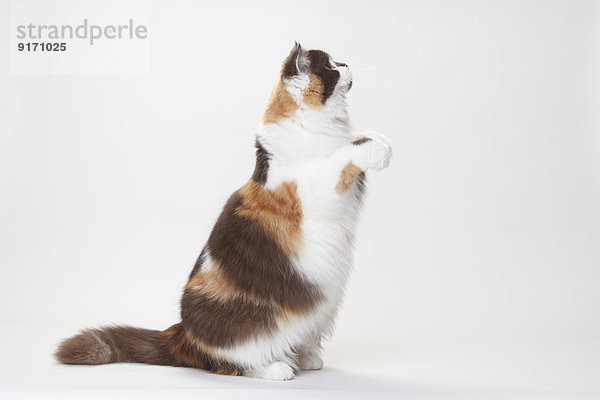 Portrait of British Longhair Cat begging in front of white background