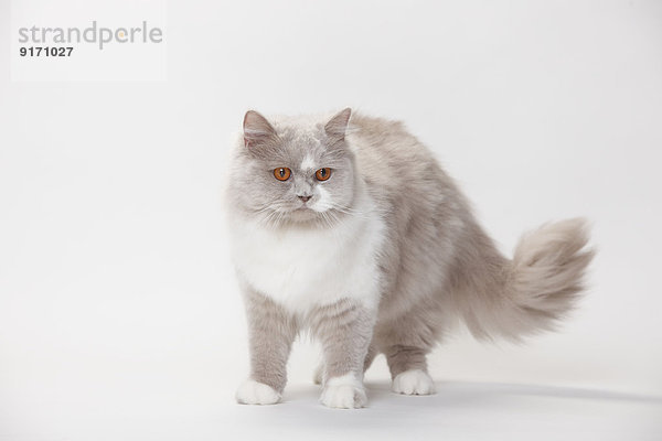 Portrait of British Longhair Cat standing in front of white background