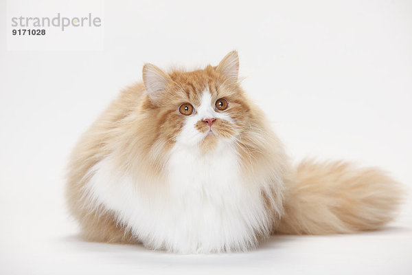 Portrait of British Longhair tomcat lying in front of white background