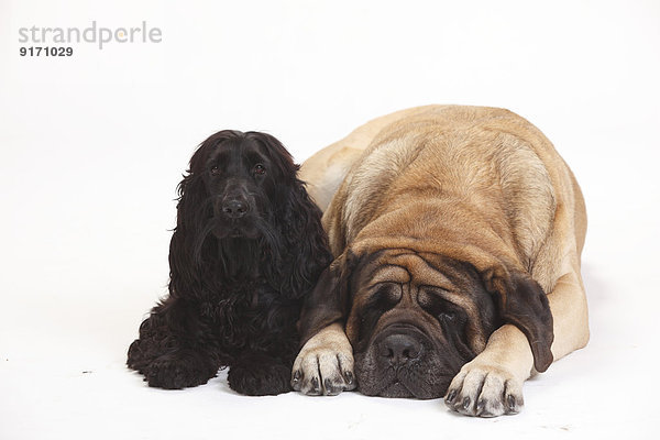 Portrait of black English Cocker Spaniel and Mastiff lying side by side in front of white background