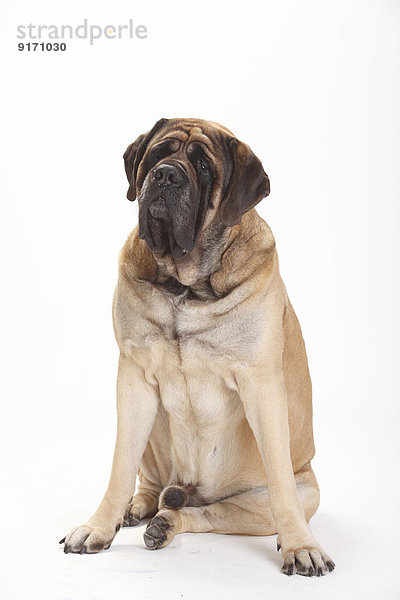 Portrait of Mastiff sitting in front of white background