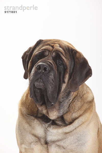 Portrait of Mastiff in front of white background