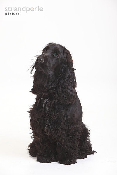 Portrait of black English Cocker Spaniel sitting in front of white background