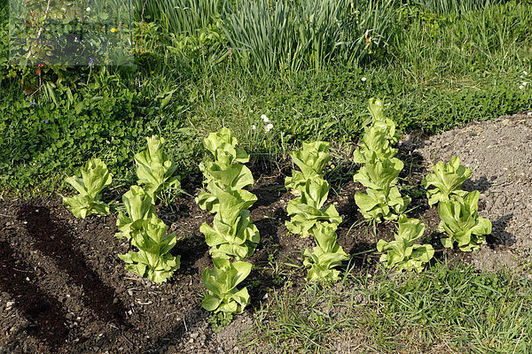 Bed with growing organic lettuce plants