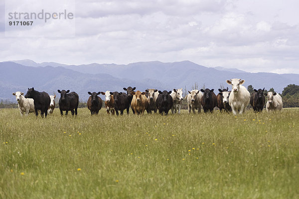New Zealand  flock of cows standing in a row on grazing land