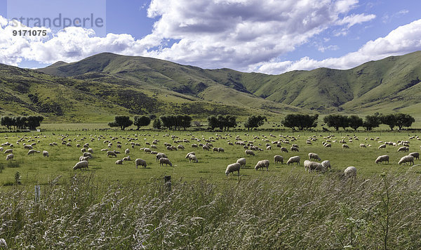 New Zealand  sheeps on grazing land