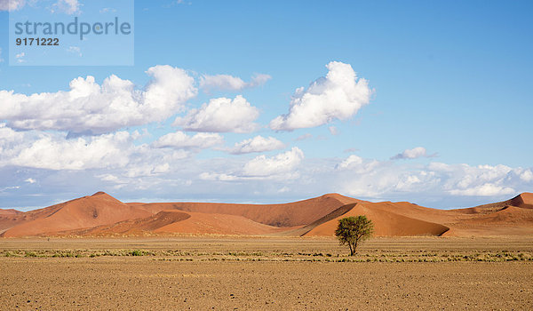 Africa  Namibia  Sossus Vlei  view to landscape with single tree and desert dunes