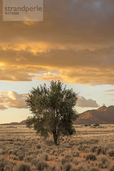 Africa  Namibia  Sossus Vlei  single tree at sunset