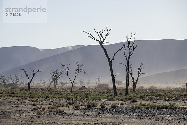 Afrika  Namibia  Sossus Vlei  tote Bäume vor Wüstendünen und Sandsturm