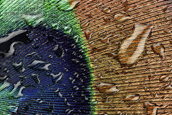 Water drops on peacock's feather  close-up