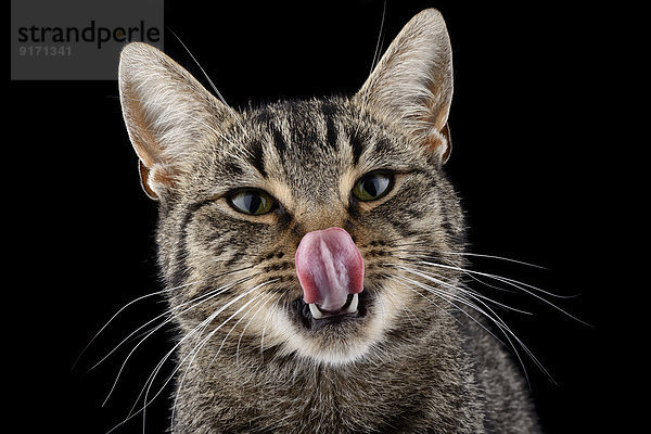Portrait of licking tabby cat  Felis silvestris catus  in front of black background