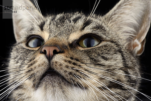 Portrait of tabby cat  Felis silvestris catus