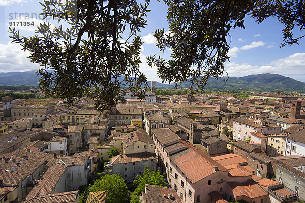 Italien  Toskana  Provinz Lucca  Lucca  Blick vom Torre Guinigi zur Kathedrale