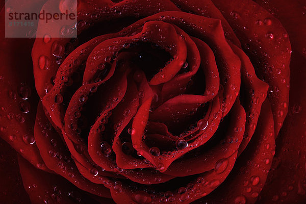 Blossom of red rose  Rosa  with water drops  partial view