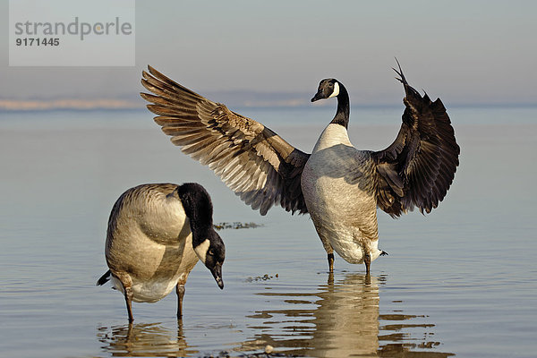 Two canada geese  Branta canadensis  standing in water