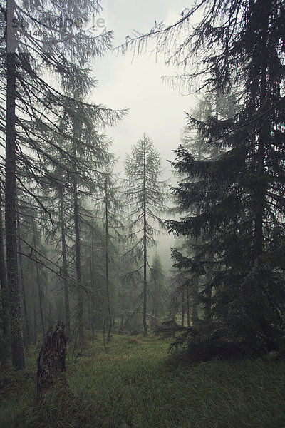 Austria  Tyrol  Kals am Grossglockner  forest