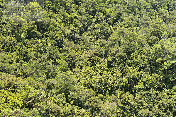 Australia  New South Wales  Mullumbimby  rainforest canopy of Nightcap National Park