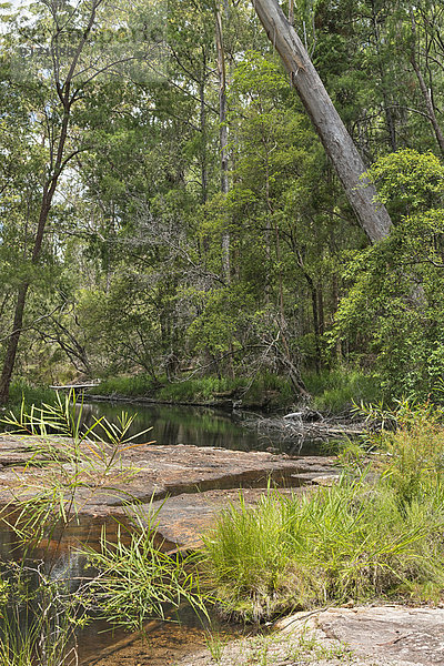Australia  New South Wales  Mullumbimby  trees  shrub and rocks at a creek in the Nightcap National Park
