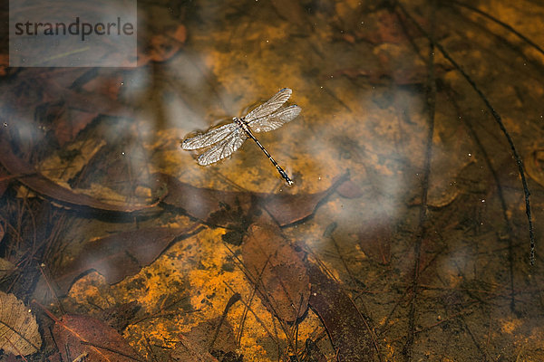 Australia  New South Wales  Mullumbimby  dead dragonfly and reflections on the water surface of a creek