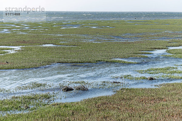 Namibia  Walvis Bay  Lagoon landscape with water and marsh grass