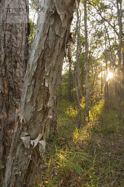 Australien  New South Wales  Pottsville  breitblättrige Paperbarks  Melaleuca