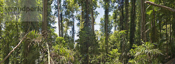 Australia  New South Wales  Dorrigo  rainforest shrub in the Dorrigo National Park