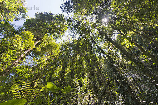 Australia  New South Wales  Dorrigo  epiphyte on a tree and fern plants in the Dorrigo National Park