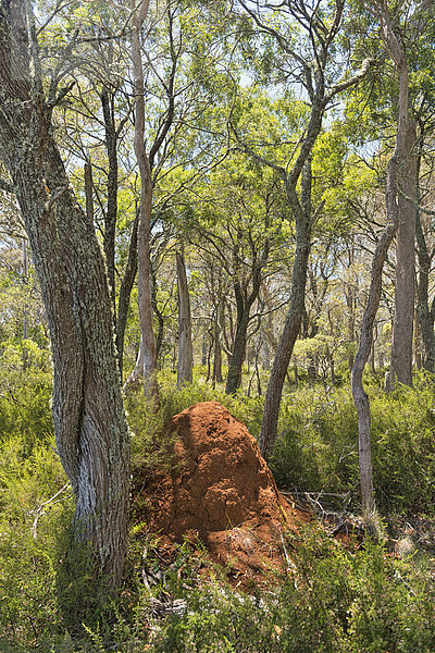 Australia  New South Wales  Ebor  termite hill in the forest