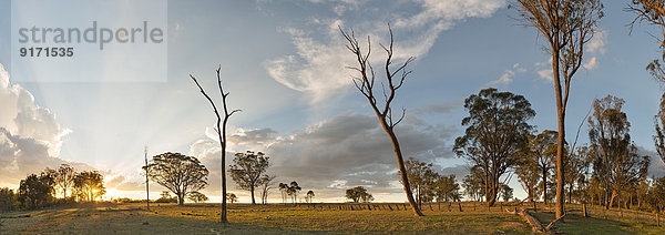 Australien  New South Wales  Arding  verstreute Stämme toter Bäume und Eukalyptusbäume bei Sonnenuntergang