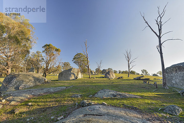 Australien  New South Wales  Arding  Totholz  Eukalyptusbäume und Felsen in der Morgensonne