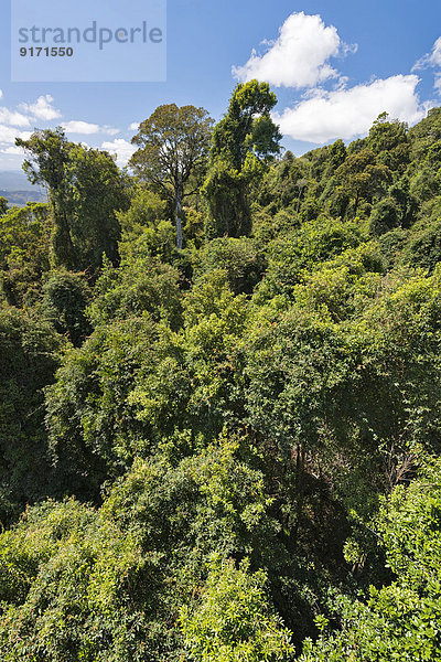 Australia  New South Wales  Dorrigo  rainforest canopy from the skywalk in the Dorrigo National Park