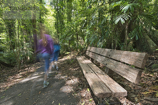 Australien  New South Wales  Dorrigo  Bank und Kinderwandern im Regenwald des Dorrigo Nationalparks