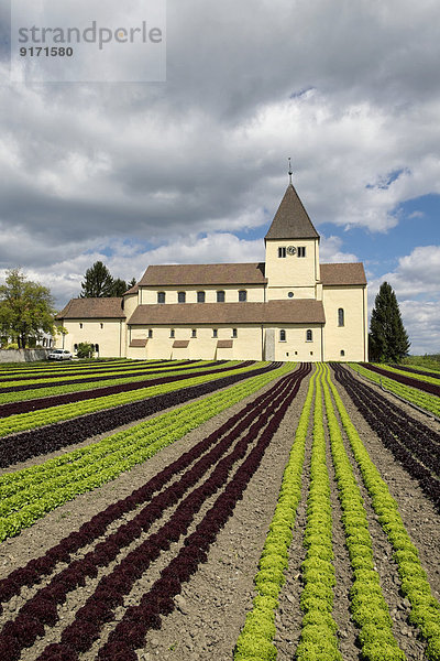 Germany  Baden-Wuerttemberg  Constance district  Reichenau  Lettuce field in front St George's Church