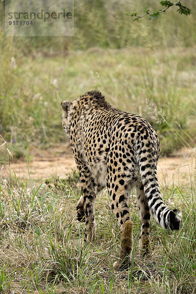 Africa  Namibia  Okonjima Nature Reserve  Cheetah  Acinonyx Jubatus  rare view