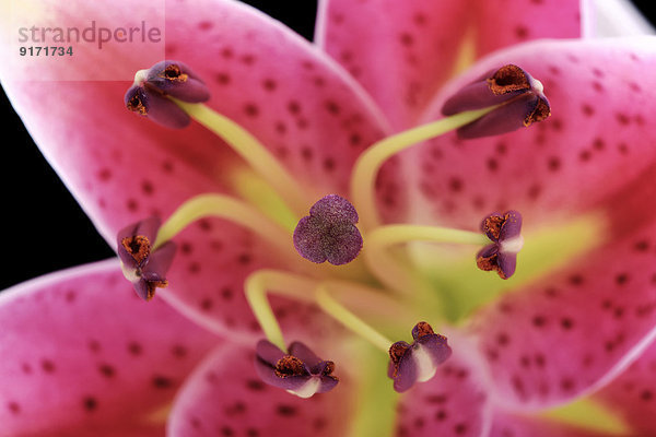 Pistil and stamen of patterned pink lily  Lilium  close-up