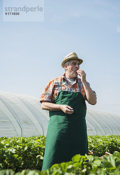 Germany  Hesse  Lampertheim  senior farmer tasting strawberry