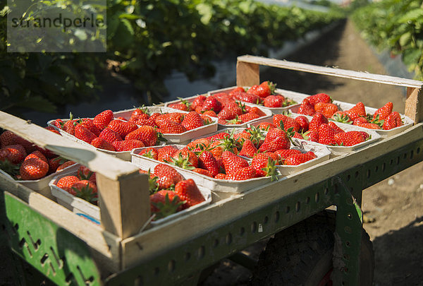 Germany  Hesse  Lampertheim  pallet of strawberries