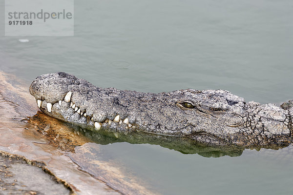 Africa  Tunesia  Djerba  Midoun  Djerba Explore Park  Nilotic crocodile  Crocodylus niloticus  Portrait  close-up