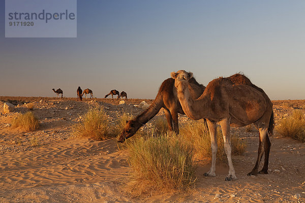 Africa  North Africa  Tunesia  Maghreb  Sahara near Ksar Ghilane  Dromedars  Camelus dromedarius
