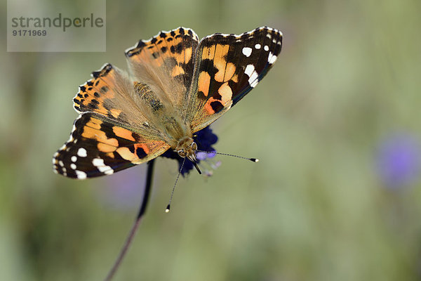 Germany  Painted lady butterfly  Vanessa cardui  sitting on plant