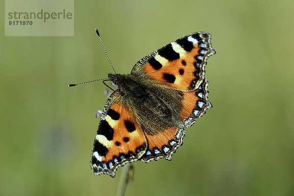 Germany  Small tortoiseshell butterfly  Aglais urticae L.  sitting on plant