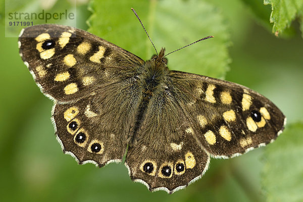 Germany  Speckled wood butterfly  Pararge aegeria  sitting on plant
