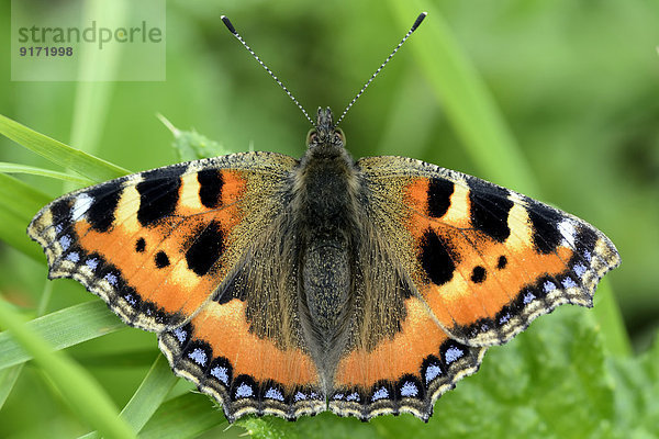 Germany  Small tortoiseshell butterfly  Aglais urticae L.  sitting on plant