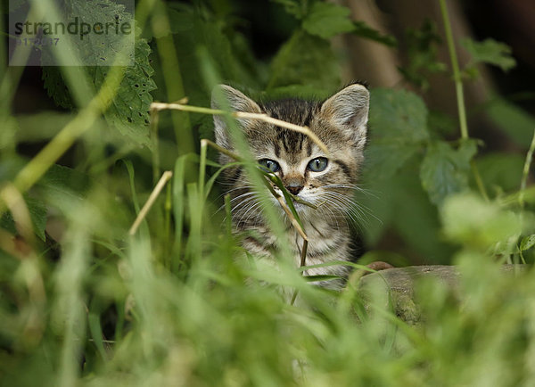 Tabby kitten  Felis silvestris catus  sittiing in grass