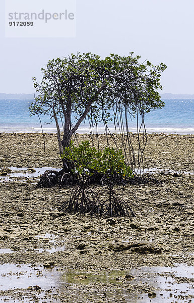 Indonesia  Riau Islands  Bintan  Nikoi Island  Mangroves